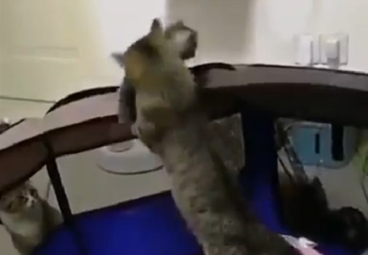 【泣いた】授乳しながら子猫達に気を配るママ猫、落ちそうになる子を必死にキャッチ