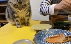 (ΦωΦ) 食卓の魚をじっと見つめる猫が話題に「すごい狙いっぷりｗ」
