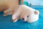 【動画】ちっさすぎる子猫のかわいい握手会！いつまでも見ていられるｗ