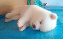 【ふわもこ】すやすや眠る秋田犬の赤ちゃんが話題「異次元の可愛さｗ」