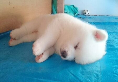 【ふわもこ】すやすや眠る秋田犬の赤ちゃんが話題「異次元の可愛さｗ」