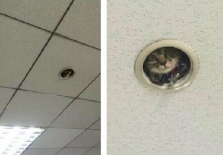 (ΦωΦ)「天井から視線？！」よく見るとこちらを見つめる猫がｗ