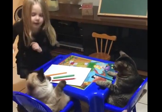 美少女と猫2匹の先生ごっこが話題「全てが可愛いすぎ！」「わけわからん可愛さ」