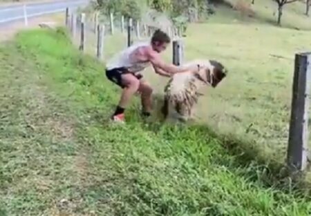 【動画】 筋肉隆々のイケメン、羊を救助する様子が最後までかっこよすぎる