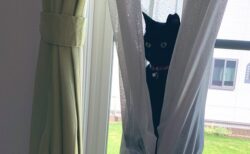 【ｗ】カーテンにすっぽり座る黒猫が話題に「どうなってるの？！」