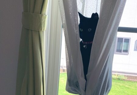 【ｗ】カーテンにすっぽり座る黒猫が話題に「どうなってるの？！」