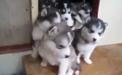 【ｗ】ぞろぞろ出てくるハスキーの子犬軍団、可愛いすぎてたまらない