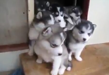 【ｗ】ぞろぞろ出てくるハスキーの子犬軍団、可愛いすぎてたまらない