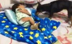 【愛】眠る赤ちゃんに近づく犬。丁寧に布団をかけてあげる姿が話題に