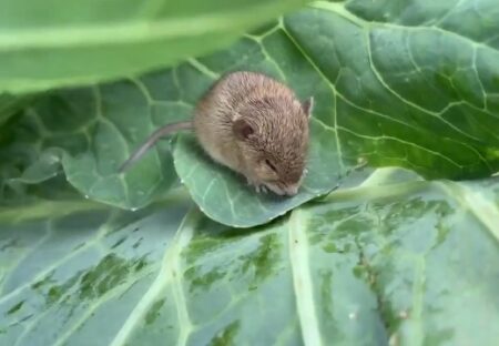 【動画】キャベツの葉につかまり強風に耐える小さなハツカネズミが話題「がんばれ！」