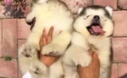 【ｗ】こちょこちょこちょーに大喜びする子犬2匹の動画が話題「うわぁやりたい！」