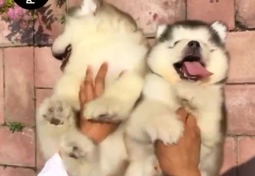 【ｗ】こちょこちょこちょーに大喜びする子犬2匹の動画が話題「うわぁやりたい！」