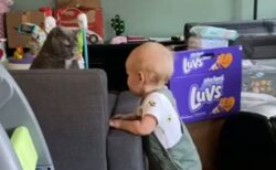 【動画】赤ちゃんにとつぜん号泣された猫、困惑の表情が話題にｗ