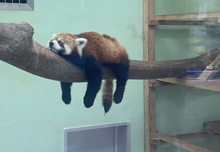 【ｗ】あちこちの動物園で目撃されたやる気なさすぎるレッサーパンダ、可愛い