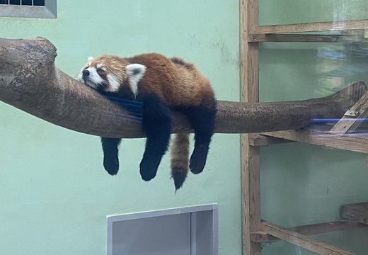 ｗ あちこちの動物園で目撃されたやる気なさすぎるレッサーパンダ 可愛い Break Time
