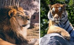 【動画】ライオンとトラの喧嘩が話題「虎の猫パンチ！」「ライオンが・・ｗ」