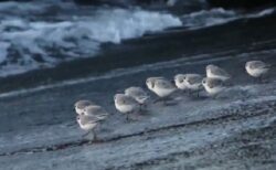 【ｗ】砂浜の餌を食べたい小鳥群団、波と一緒に走り回る「突撃ー！」ﾊﾟｸﾊﾟｸﾊﾟｸﾊﾟｸ