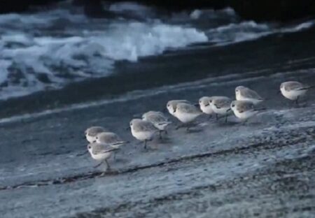 【ｗ】砂浜の餌を食べたい小鳥群団、波と一緒に走り回る「突撃ー！」ﾊﾟｸﾊﾟｸﾊﾟｸﾊﾟｸ