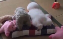 【動画】ぬいぐるみになりきってる犬が話題に「後ろ足が可愛いすぎるｗ」