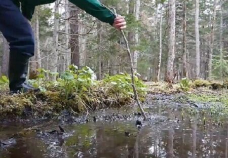 【恐怖動画】阿寒湖畔、水たまりにしか見えない底なし沼！180cm以上の棒を飲み込む