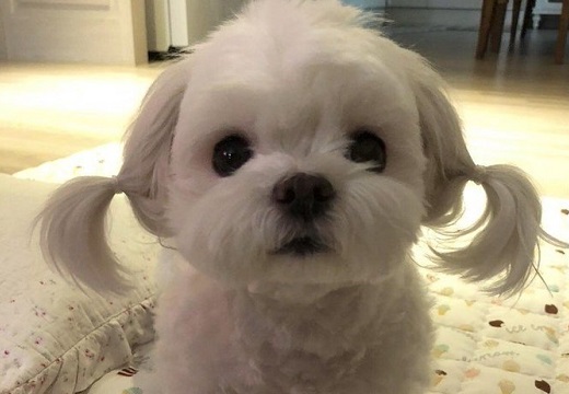 【ひゃー】ツインテールのシーズーが破壊的可愛さw