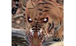【凄い】飲んだり食べたりしてる時、虎の上半身に現れる大きな虎の頭部！すごい迫力