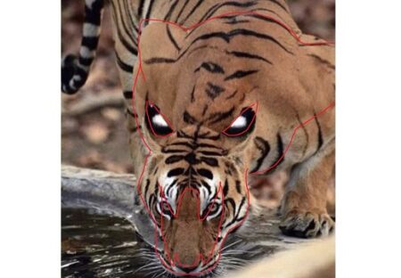 【凄い】飲んだり食べたりしてる時、虎の上半身に現れる大きな虎の頭部！すごい迫力