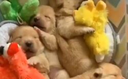 【ヤバかわ！】ぬいぐるみと密集し眠る犬の赤ちゃんたちｗｗｗｗ