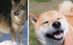 【85種の犬の遺伝子を分析】オオカミに一番近い犬種はなんと柴犬！