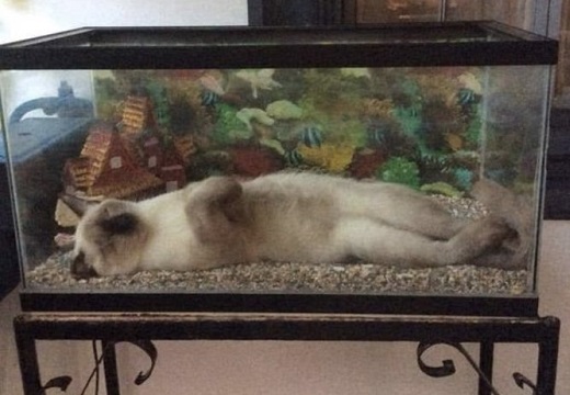 【すっぽり】水槽の中で横になって眠る猫が話題にｗ
