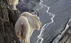 【！】ほぼ垂直な断崖絶壁にたたずむヤギが話題に「すごい・・・」
