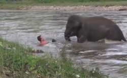【泣いた】「ヒトが溺れてる！！」勘違いした象の子供、ひとりで救助に向かう