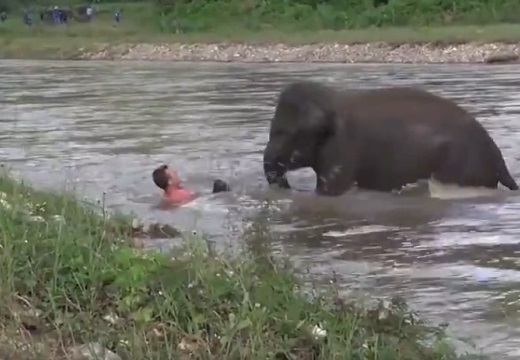 【泣いた】「ヒトが溺れてる！！」勘違いした象の子供、ひとりで救助に向かう