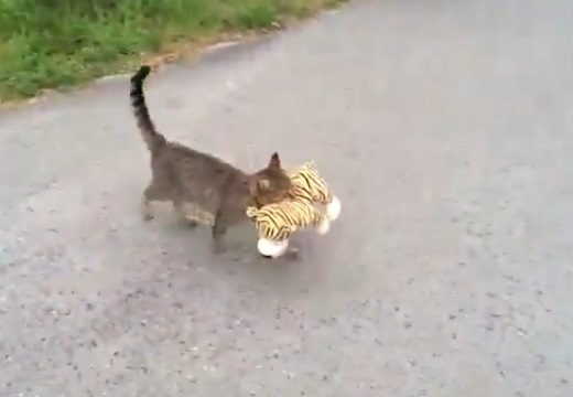 【ｗ】尻尾るんるんでぬいぐるみを運ぶ猫。こっそりついて行ってみたら・・