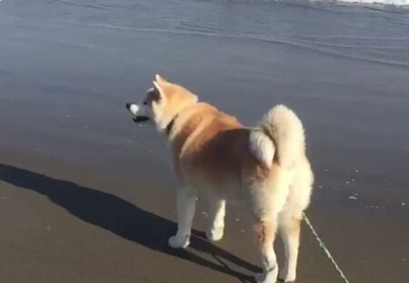 【爆笑】海初体験の秋田犬、水が押し寄せるなんて思いもしなかった「うわわぁあああ」