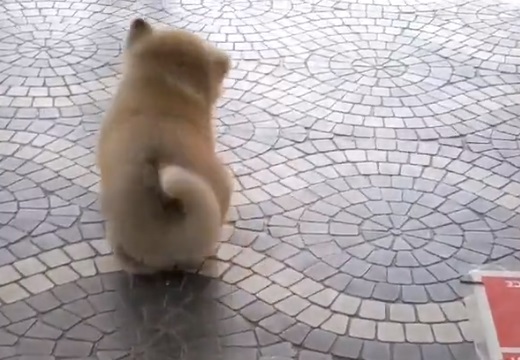 【秋田犬】動きがめちゃくちゃ可愛い子犬のシッポが話題にw