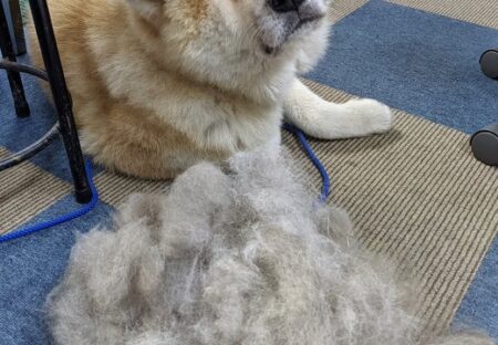 【秋田犬】1度のブラッシングでごっそり！毛量と犬の表情が話題にｗ