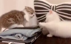 【子猫】可愛いすぎるマンチカン同士のケンカが話題に「お互い手が届いてないｗ」