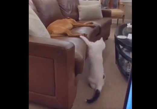 【動画】眠ってる犬にイタズラしてさっと隠れる猫が話題にｗ