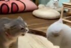 【動画】子猫達に大人気なカピパラをぽつんと眺めるカピパラが話題にｗ