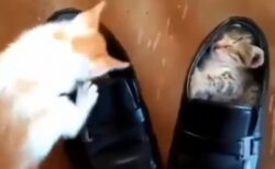 【動画】靴の中にすっぽりすやすや眠る子猫と、真似したい子猫、どっちも可愛いｗ
