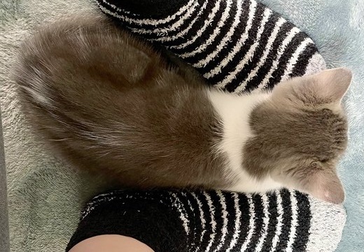 【たまらん】足の間で眠る子猫！幸せそうな寝顔がめちゃくちゃ可愛いｗ