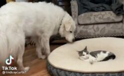 【動画】犬のベッドを占領する猫と容赦ない犬が話題にｗ