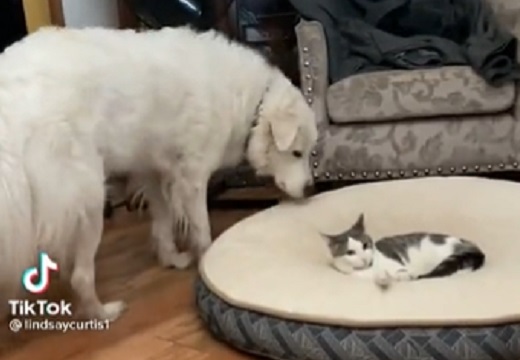 【動画】犬のベッドを占領する猫と容赦ない犬が話題にｗ