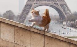 (ΦωΦ) エッフェル塔を背にルンルンで歩く猫、めちゃくちゃ可愛い！