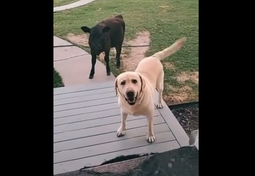 【牛!】友達を連れて帰った犬が話題に「すごく得意げw」