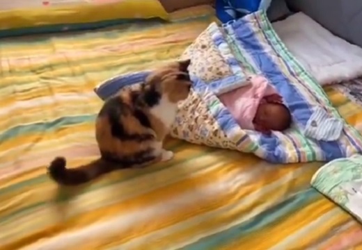 【そーっと】赤ちゃんを見守る三毛猫、超ソフトに触れる様子が可愛いすぎる