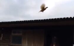 【驚愕】本気出したニワトリ、かなり飛ぶ！！！