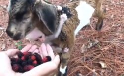 【！？】果物を食べに来たヤギ、首にしっかり抱きついてる子ザルが可愛い