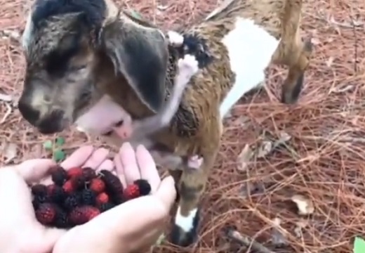 【動画】果物を食べに来たヤギ、首にしっかり抱きついてる子ザルが可愛い